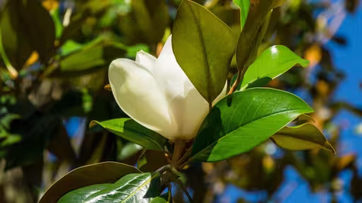 floare.jpg