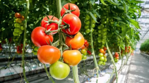 tomate.jpg