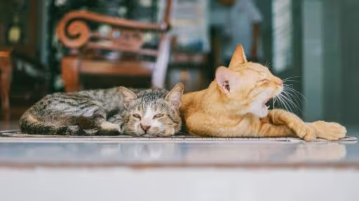 top5sfaturicasatedescurcicuunanimaldecompanieinapartament.jpg
