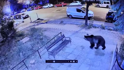 clipbojjard01.jpg