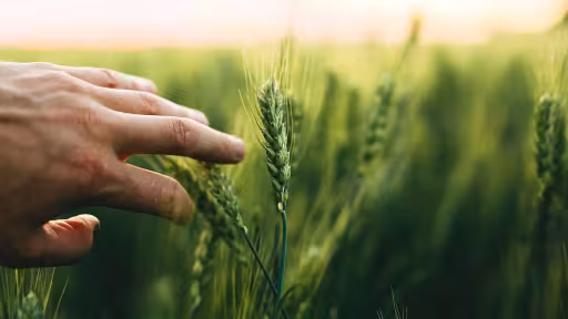 afaceriagricoleien2025cetendintaenutrebuieignorate.jpg