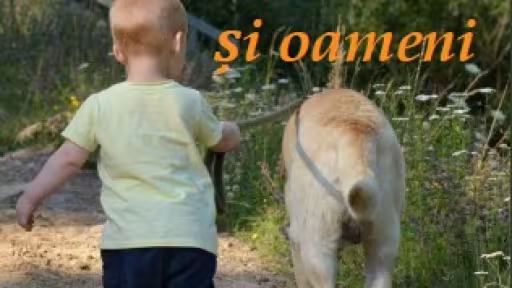 lucianclaudiugrapini-animalesioameni.jpg