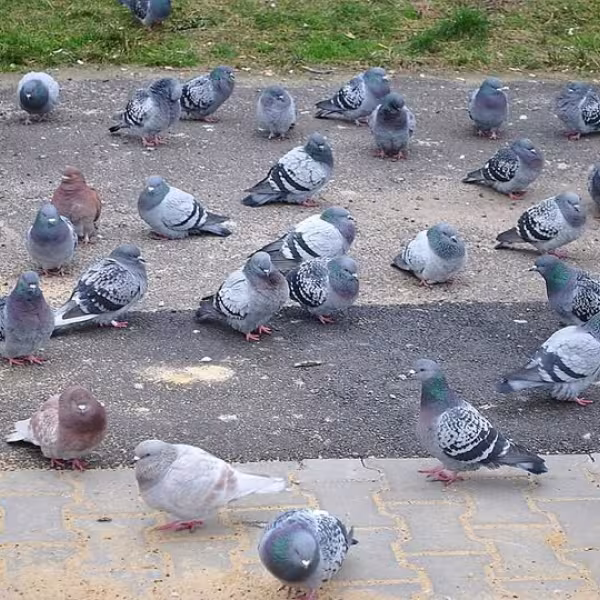 porumbei.jpg